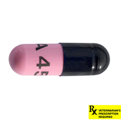 Rx Amoxicillin 500mg x 1 capsule