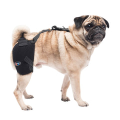 Caldera Pet Therapy Hip Wrap with Therapy Gel, Small