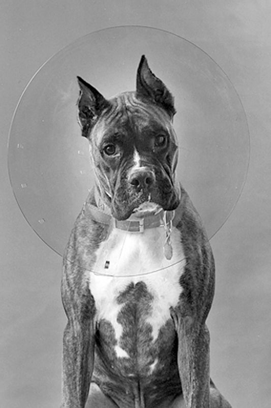 ClearCollar Elizabethan Restraint Collar Size 18