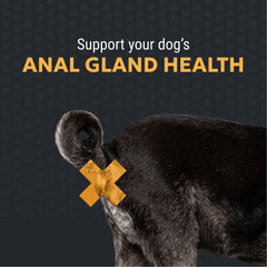 Nutramax Filaquin Anal Gland Supplement for Dogs, From the Makers of Proviable, with a Fiber Blend, Prebiotics, and Postbiotics for Digestive Health Support, 90 Count Soft Chews