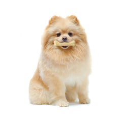 Nylabone Power Chew Dog Toy Original, 1ea/XS/Petite Up To 15 Lbs. 1 ct