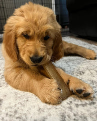 Nylabone Moderate Chew Chicken Chew Toy Chicken, 1ea/SMall/Regular Up To 25 Ibs. 1 ct