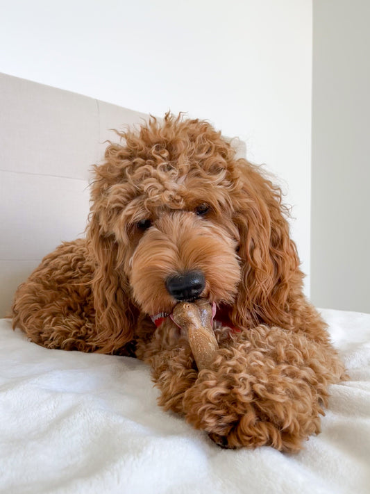 Nylabone Healthy Edibles AllNatural Long Lasting Bacon Chew Treats Bacon, Medium/Wolf Up To 35 Lbs. 2 ct