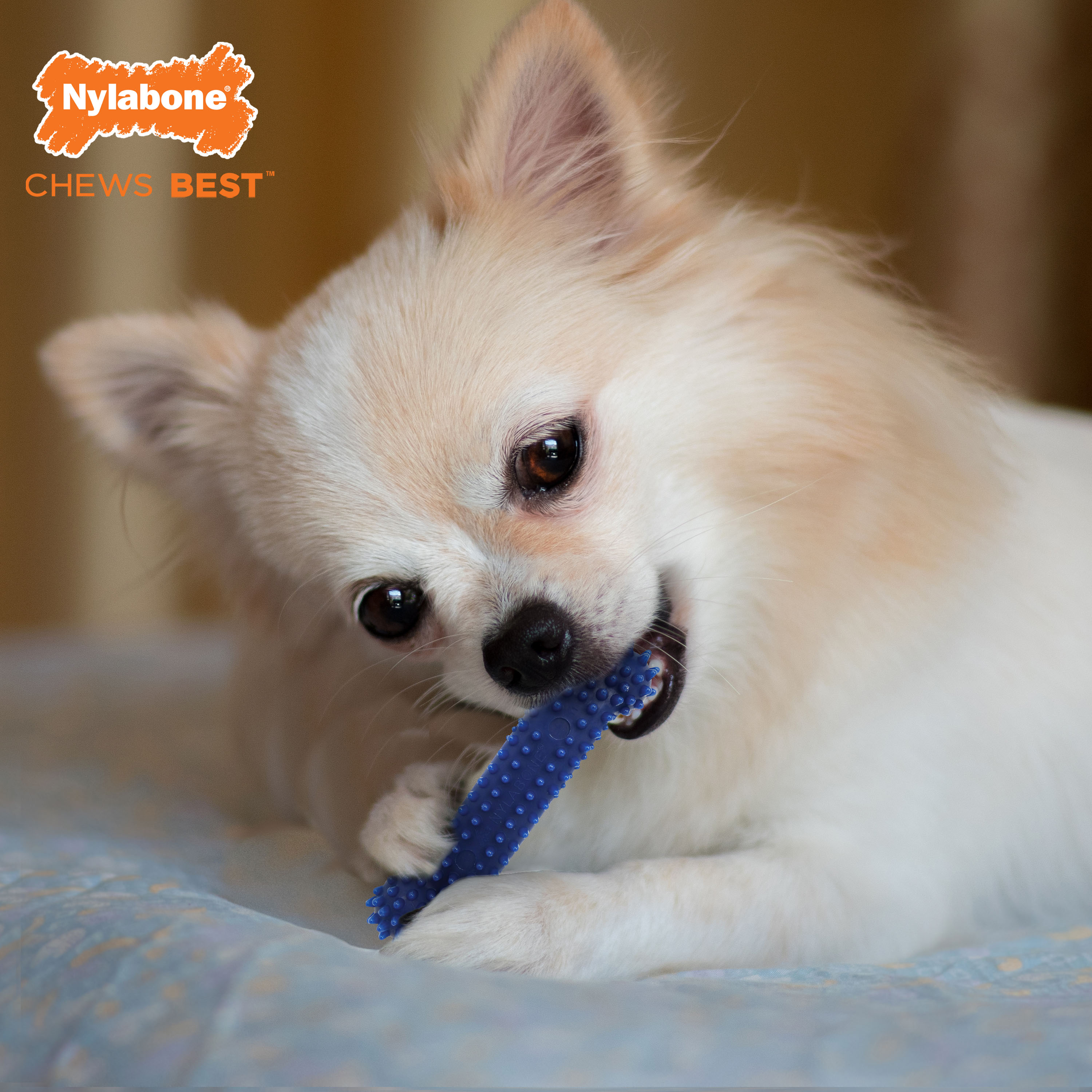 Nylabone Healthy Edibles and Flexi Chew Value Pack Variety, XS/Petite Up To 15 Lbs. 3 ct