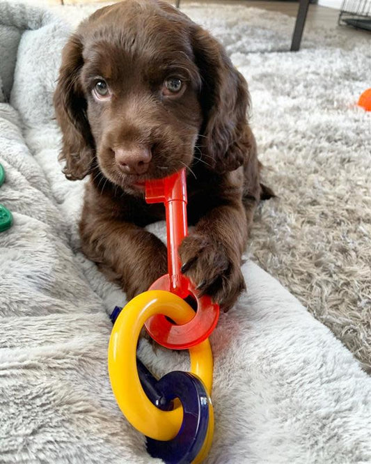 Nylabone Just for Puppies Teething Chew Toy Keys Chew Toy Keys Bacon 1ea/Medium/Wolf - Up To 35 lb