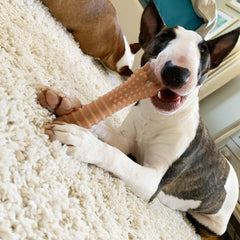 Nylabone Power Chew Dog Toy Bacon 1ea/XL/Souper - 50+ lb