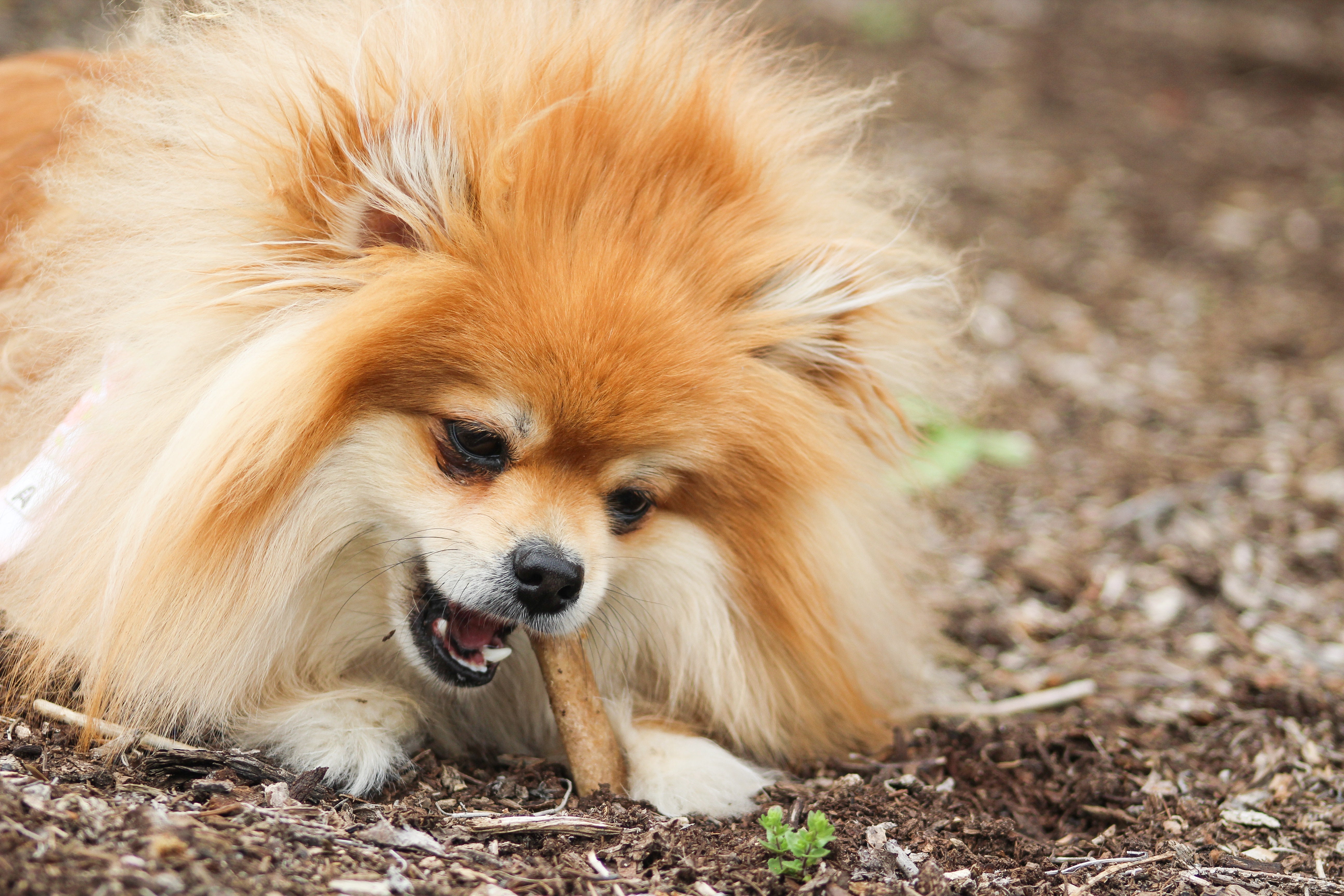 Nylabone Healthy Edibles AllNatural Long Lasting Roast Beef Dog Chew Treats Roast Beef, SMall/Regular Up To 25 Ibs. 1 ct