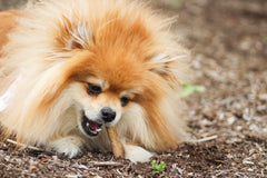 Nylabone Healthy Edibles AllNatural Long Lasting Roast Beef Dog Chew Treats Roast Beef, SMall/Regular Up To 25 Ibs. 1 ct