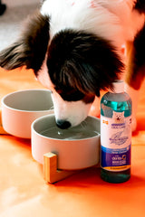 Nylabone Advanced Oral Care Water Additive for Dogs Original 1ea/16 oz