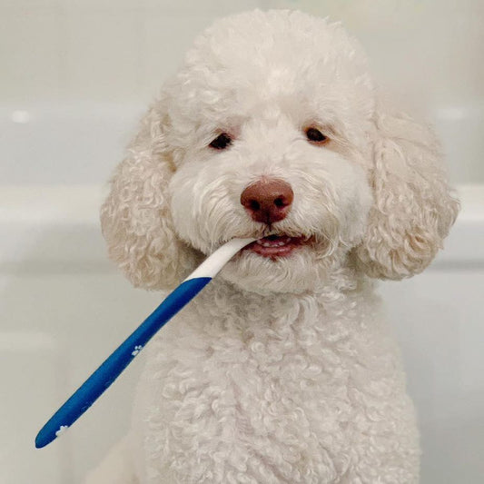 Nylabone Advanced Oral Care Dog Dental Kit Original 1ea