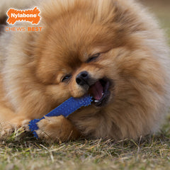 Nylabone Healthy Edibles and Flexi Chew Value Pack Variety, SMall/Regular Up To 25 Ibs. 3 ct