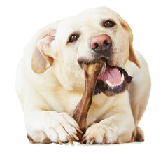 Nylabone Healthy Edibles WILD Natural Long Lasting Venison Dog Chew Treats Venison, Large/Giant Up To 50 Lbs. 1 ct