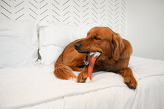 Nylabone Power Chew Femur Dog Bone Alternative Beef 1ea/Large/Giant - Up To 50 lb