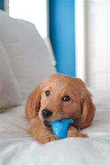 Nylabone Puppy Dental Dinosaur Chew Toy for Teething Puppies Chicken, 1ea/SMall/Regular Up To 25 Ibs. 1 ct