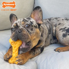 Nylabone Power Chew Cheese Dog Toy Cheese, 1ea/XL/Souper 50 Lbs. 1 ct