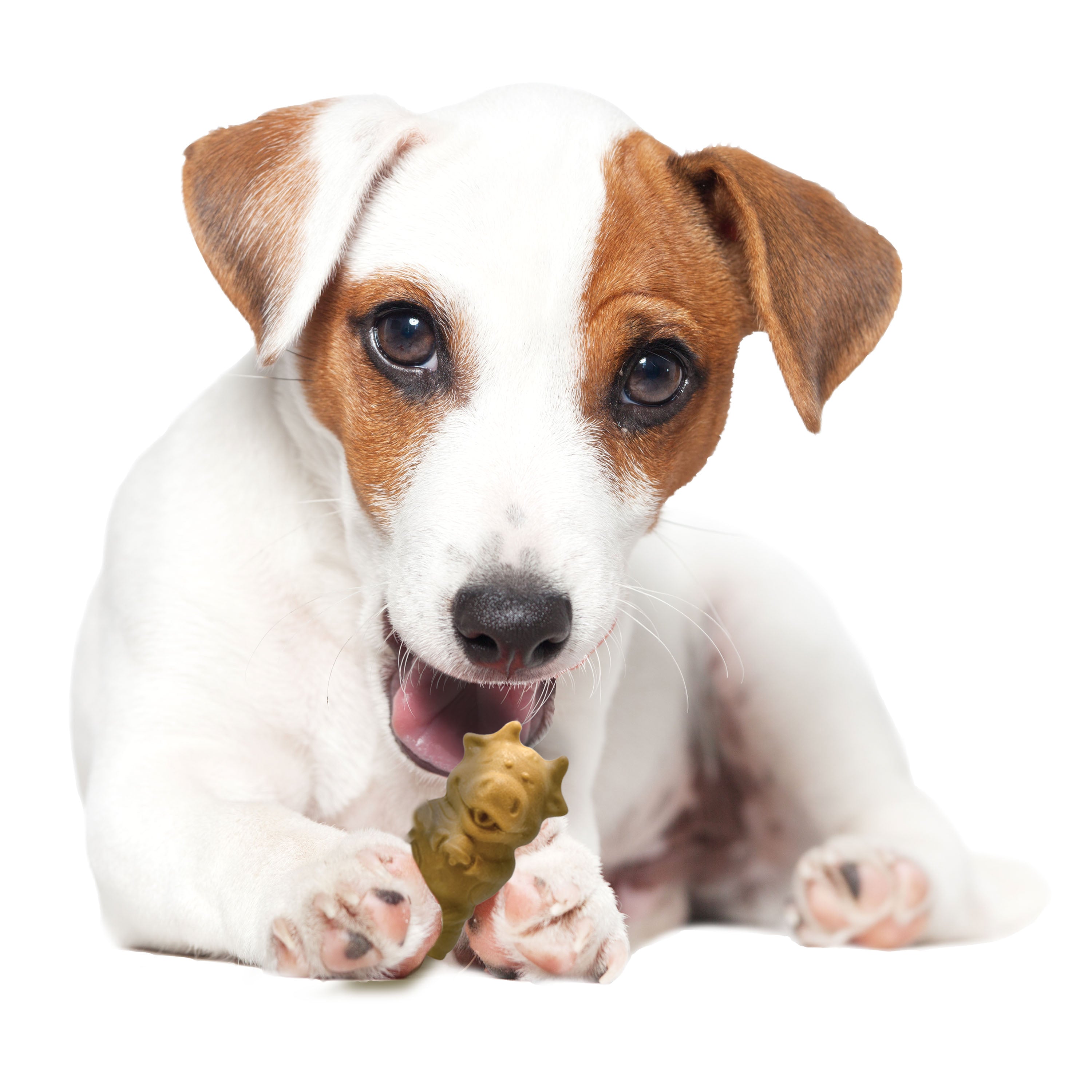 Nylabone Healthy Edibles Puppy AnimalShaped Lamb Apple Dog Chew Treats Lamb Apple, SMall/Regular Up To 25 Ibs. 12 ct