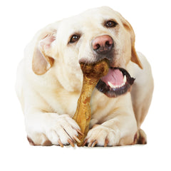 Nylabone Healthy Edibles Broth Bone Natural Dog Treats 1 Count, Giant Up To 50 lb