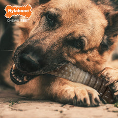 Nylabone Power Chew Camo Dog Toy Display 4ea