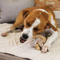 Nylabone Gourmet Style Strong Chew Wishbone Dog Chew Toy Chicken, 1ea/Large/Giant Up To 50 Lbs. 1 ct