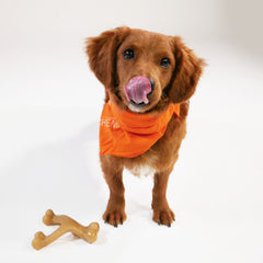 Nylabone Gourmet Style Strong Chew Wishbone Dog Chew Toy Chicken, 1ea/Large/Giant Up To 50 Lbs. 1 ct