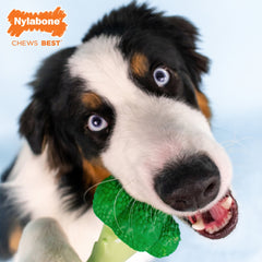 Nylabone Power Chew Broccoli Dog Toy Bacon Cheese, 1ea/Large/Giant Up To 50 Lbs. 1 ct
