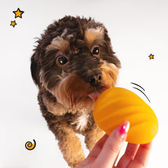 Nylabone Creative Play Eggi Dog Treat Toy Orange, 1ea/SMall/Regular Up To 25 Ibs. 1 ct