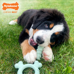 Nylabone Sensory Material Puppy Teething Ring Chicken, 1ea/SMall/Regular Up To 25 Ibs. 1 ct