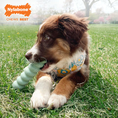 Nylabone Sensory Material Puppy Teething Toy Peanut Butter, 1ea/SMall/Regular Up To 25 Ibs. 1 ct