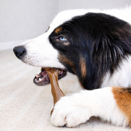 Nylabone Strong Chew Femur Bone Dog Chew Toy Made with Real Bison & Venison, 1ea/Large (1 ct)