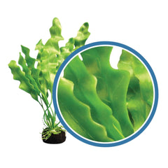 Weco Products Freshwater Pro Series Amazon Ruffled Sword Aquarium Plant Green, 1ea/6 in