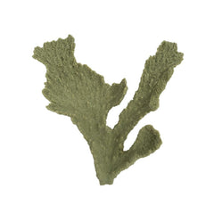 Weco Products South Pacific Coral Elkhorn Ornament Grey, 1ea/SM