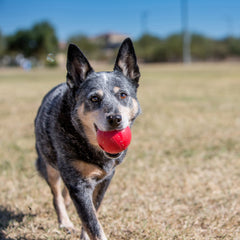 KONG Durable Rubber Ball with Hole Dog Toy Large
