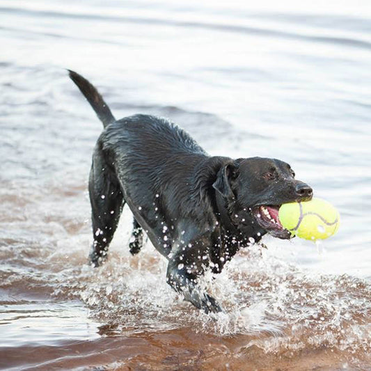 KONG AirDog Squeaking Tennis Football Dog Toy Large