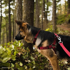 New Earth Soy Adjustable Dog Collar Cranberry 1ea/5/8 In X 8-12 in