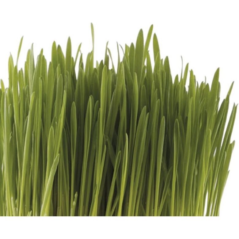 Pet Greens Medley Pet Grass 3 oz