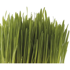 Pet Greens Medley Pet Grass 3 oz