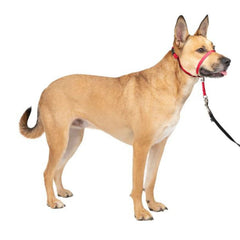 Petsafe Dog Gentle Leader Head Collar Red Medium