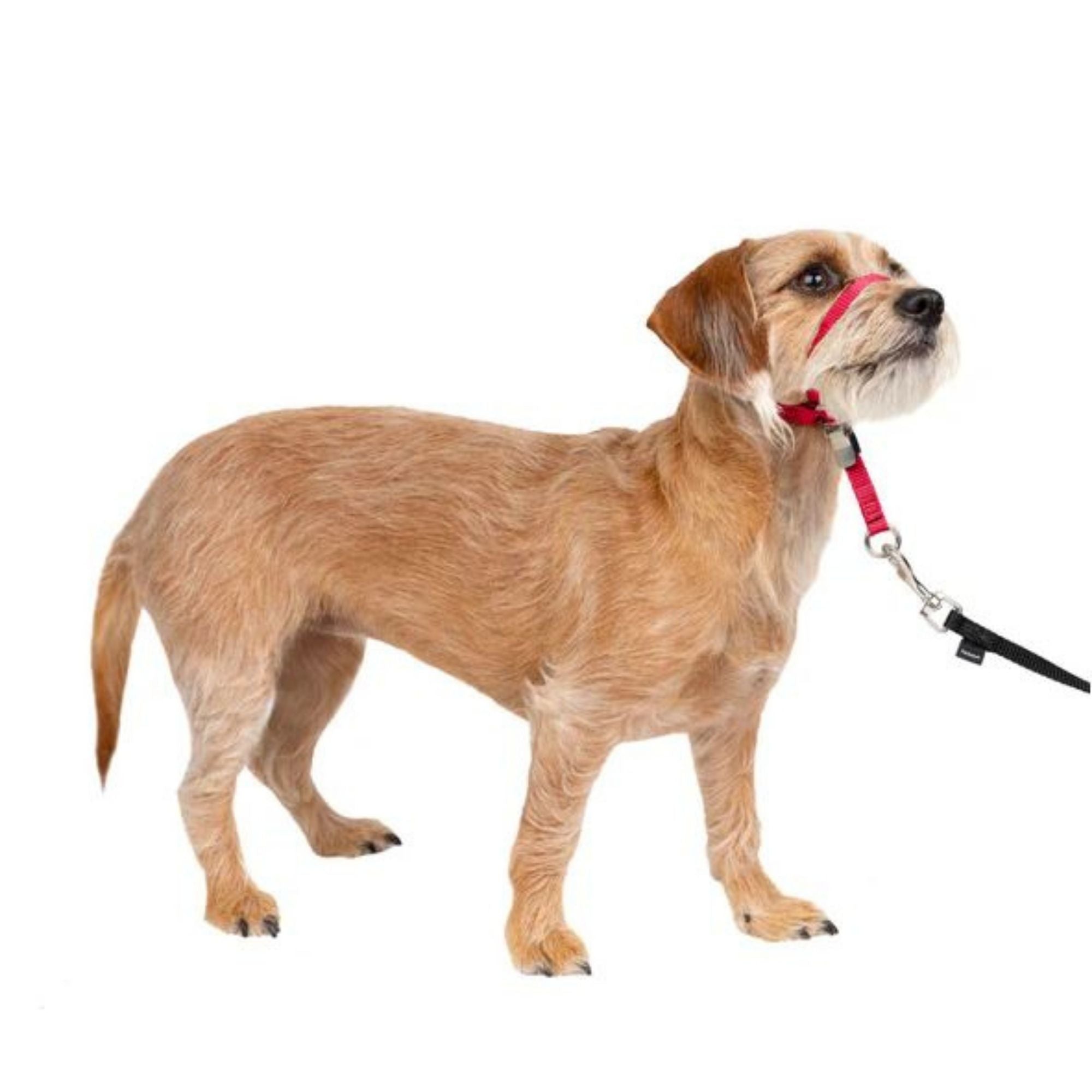 Petsafe Dog Gentle Leader Head Collar Red Small