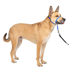 Petsafe Dog Gentle Leader Head Collar Royal Blue Medium