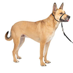 Petsafe Dog Gentle Leader Dog Head Collar Black Medium