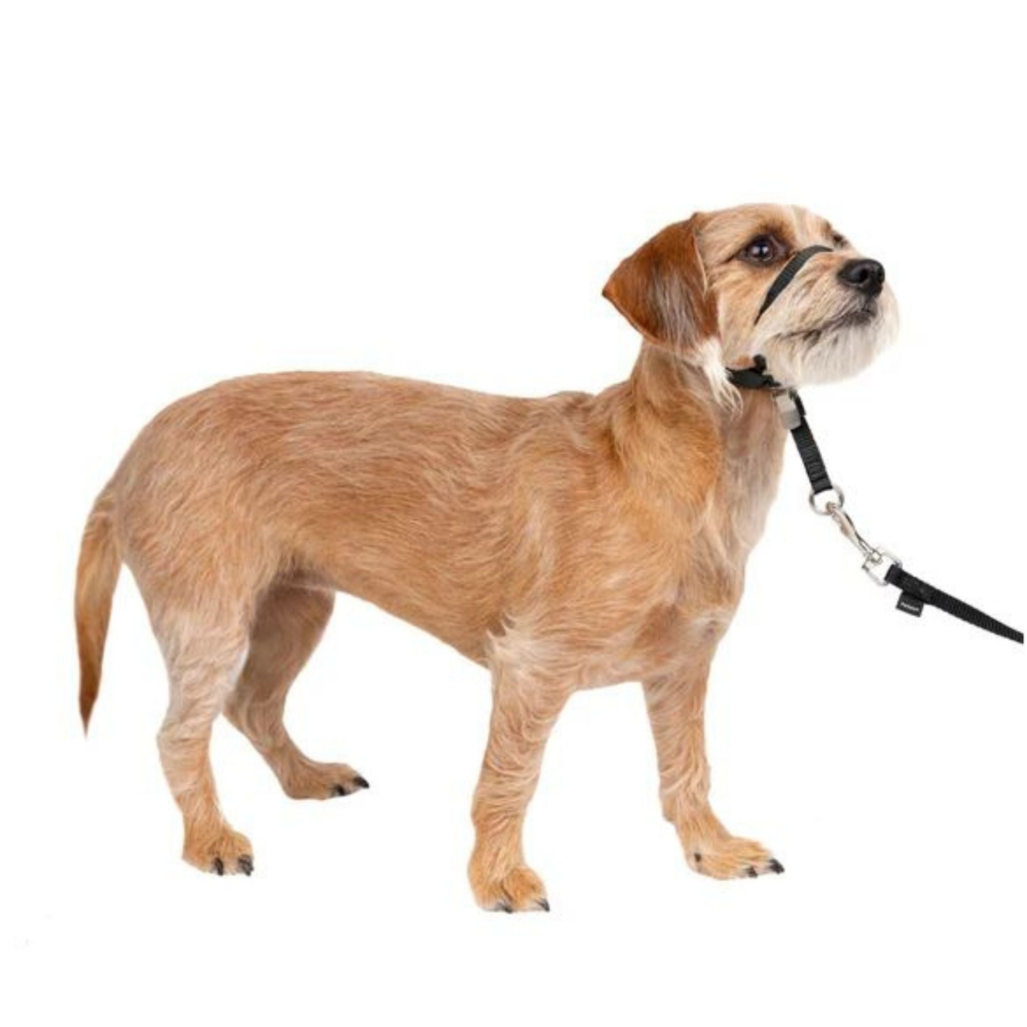 Petsafe Dog Gentle Leader Head Collar Black Small