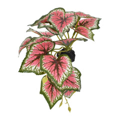 Komodo Standing Caladium Plant 1ea/5 in