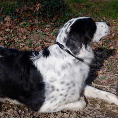 Plant-Based Mobility Collar for Dogs