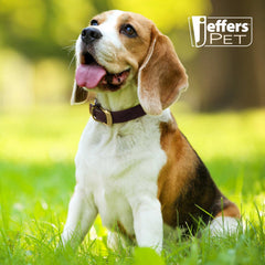 Jeffers Heavy Duty Flat Latigo Leather Dog Collar with Solid Brass Hardware, Adjustable Secure Fit for Dogs, Safe Chestnut Collar for Walking, Training & Outdoor Pet Accessories - 3/4" x 15"