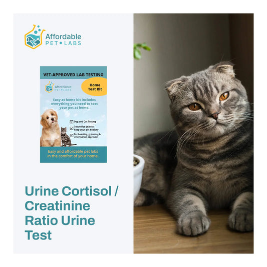 Urine Cortisol / Creatinine Ratio Urine Test For Cats, Easy Home Kit