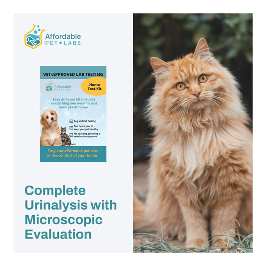 Affordable Pet Labs Complete Urinalysis with Microscopic Evaluation For A Cat Easy Home Kit