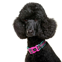 DOOG Neoprene Dog Collar Rin Tin Tin Neon Large Pink/Black/Teal – COLTIN-L