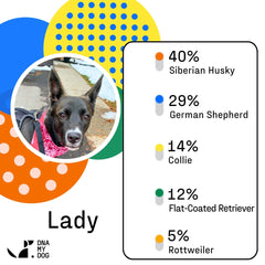 DNA My Dog Essential Breed ID Test