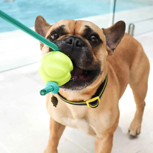 DOOG Fetch-ables Fetch-A-Tug Dog Toy Yellow 12″ x 2.75″ x 2.75″ – FBR03