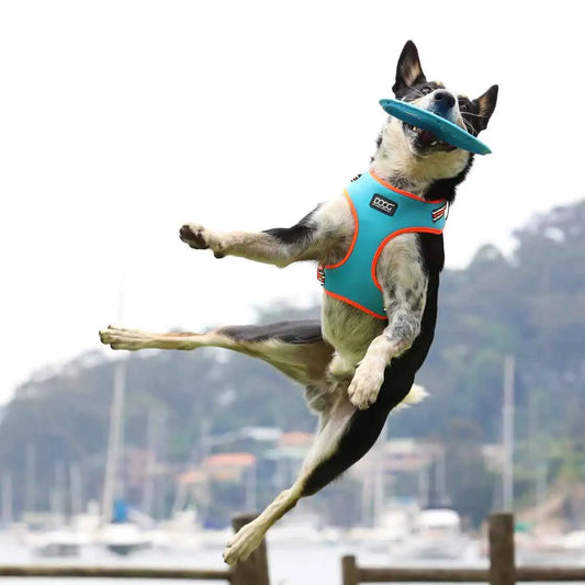 DOOG Fetch-ables Fetch-A-Disc Dog Toy Blue 8.25″ x 8.25″ x 0.25″ – FFS02